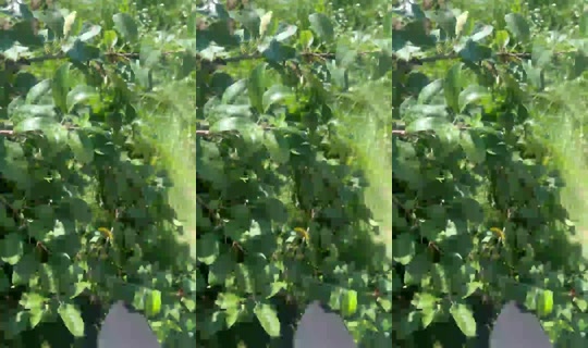 1752998802978135041's Live Session — Jul 26, 2026, 8:16 AM
