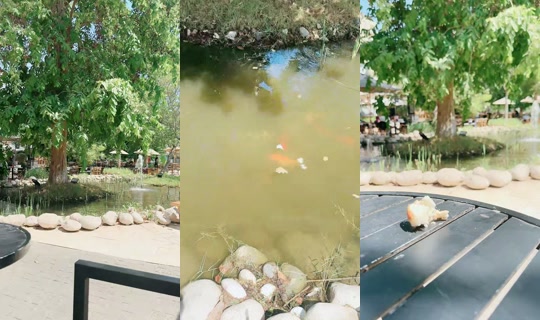anosha.u's Live Session — Jul 26, 2026, 11:46 AM