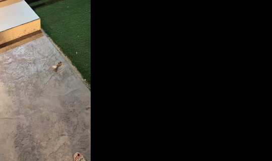 kamilia_abaya's Live Session — Aug 19, 2026, 10:03 PM