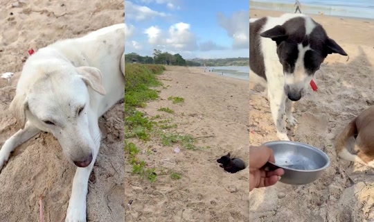 streetdogsch's Live Session — Jul 21, 2026, 11:53 PM