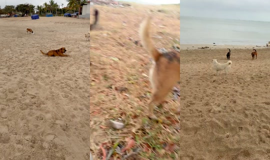 streetdogsch's Live Session — Jul 26, 2026, 11:37 PM