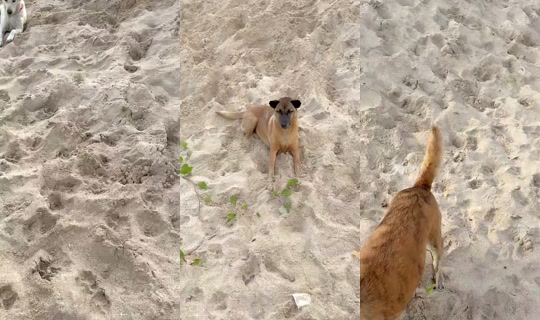 streetdogsch's Live Session — Jul 27, 2026, 11:48 PM