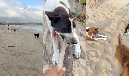 streetdogsch's Live Session — Jul 29, 2026, 11:42 PM