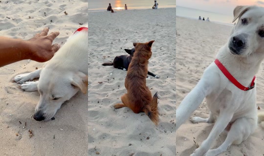 streetdogsch's Live Session — Jul 30, 2026, 9:46 AM
