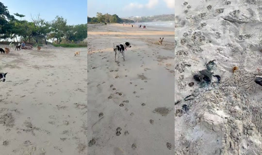streetdogsch's Live Session — Aug 14, 2026, 11:36 PM