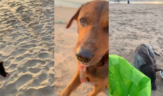 streetdogsch's Live Session — Aug 15, 2026, 9:32 AM