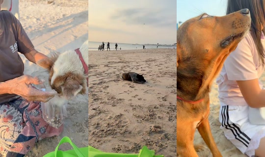 streetdogsch's Live Session — Aug 16, 2026, 9:30 AM