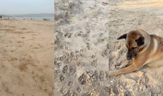 streetdogsch's Live Session — Aug 16, 2026, 11:30 PM