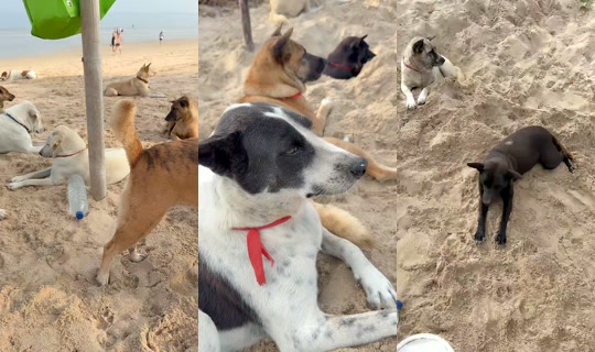 streetdogsch's Live Session — Aug 17, 2026, 12:21 AM