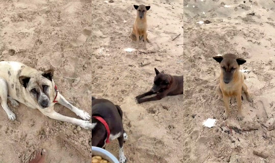 streetdogsch's Live Session — Aug 20, 2026, 12:16 AM