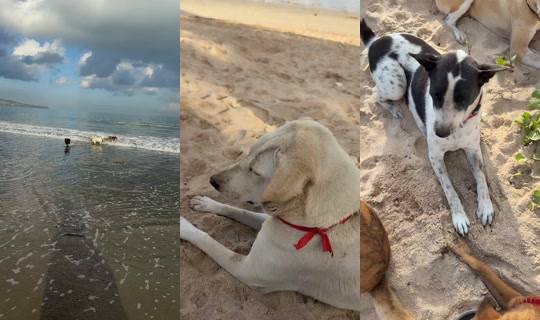 streetdogsch's Live Session — Sep 4, 2026, 11:44 PM