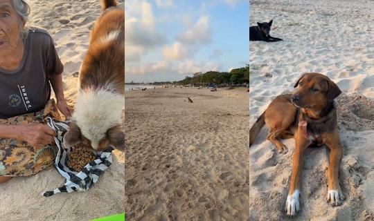 streetdogsch's Live Session — Sep 7, 2026, 9:25 AM