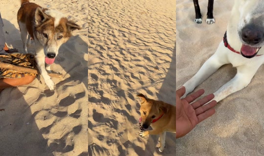 streetdogsch's Live Session — Oct 22, 2026, 9:11 AM