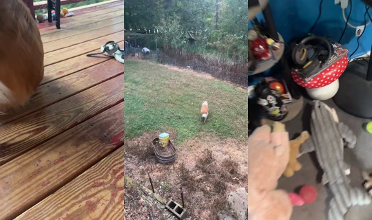 that_goofy..aussie_rocky's Live Session — Sep 4, 2026, 10:44 PM