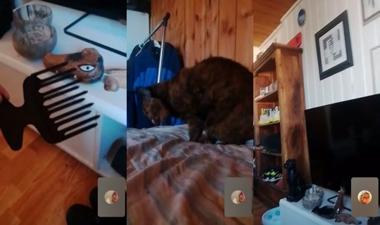 www.tiktoklarvik's Live Session — Aug 15, 2026, 3:16 PM