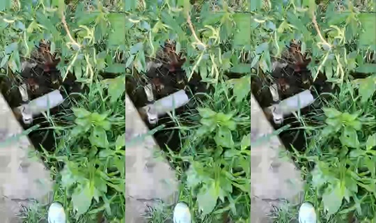 funny-tiger-126796's Live Session — May 17, 2026, 3:42 PM